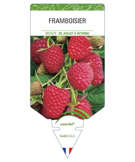 FRAMBOISIER