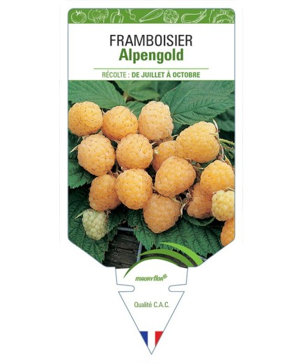 FRAMBOISIER ALPENGOLD