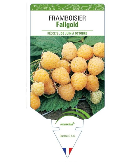 FRAMBOISIER FALLGOLD