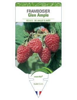 FRAMBOISIER GLEN AMPLE