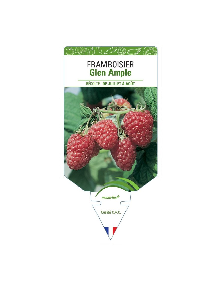 FRAMBOISIER GLEN AMPLE