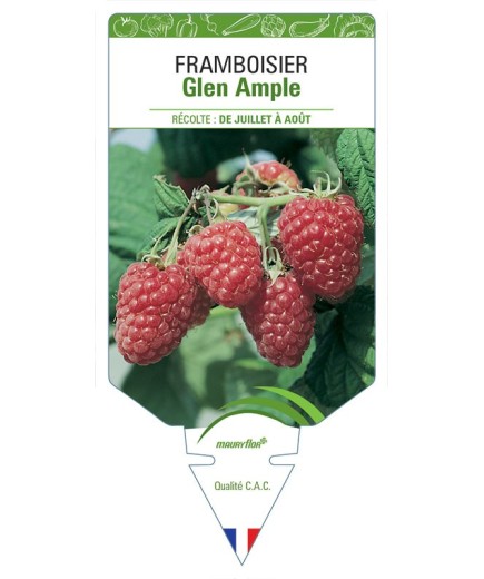 FRAMBOISIER GLEN AMPLE
