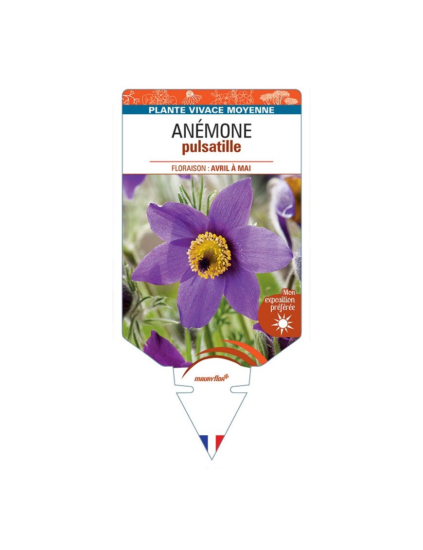ANEMONE PULSATILLE (bleu) *