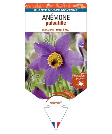ANEMONE PULSATILLE (bleu) *