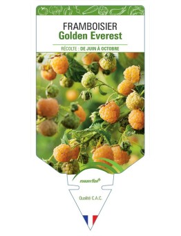 FRAMBOISIER GOLDEN EVEREST