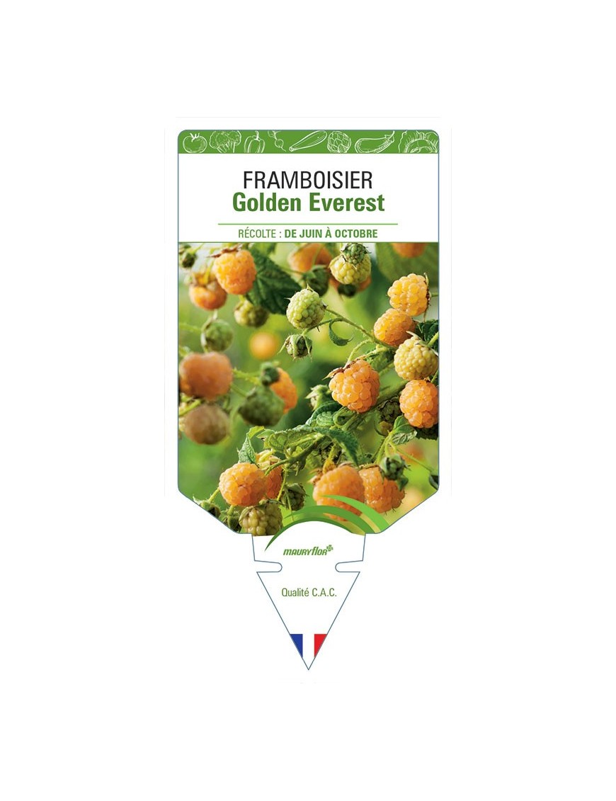 FRAMBOISIER GOLDEN EVEREST