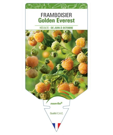 FRAMBOISIER GOLDEN EVEREST