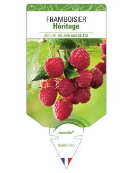 FRAMBOISIER HÉRITAGE