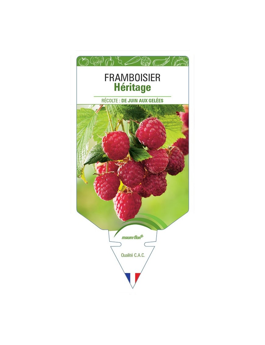 FRAMBOISIER HÉRITAGE