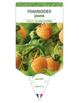 FRAMBOISIER JAUNE