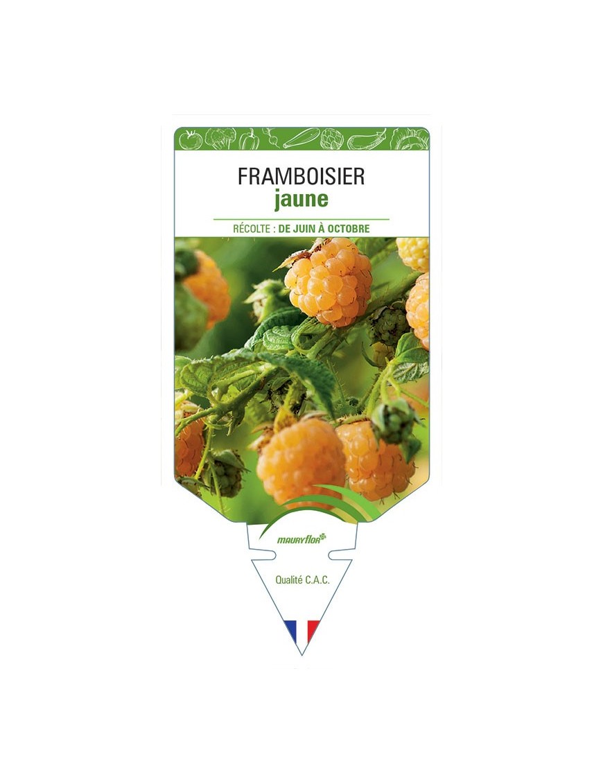 FRAMBOISIER JAUNE