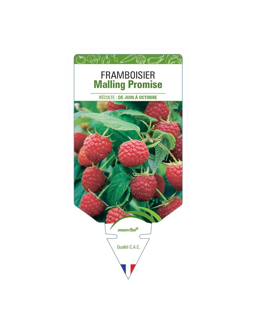 FRAMBOISIER MALLING PROMISE