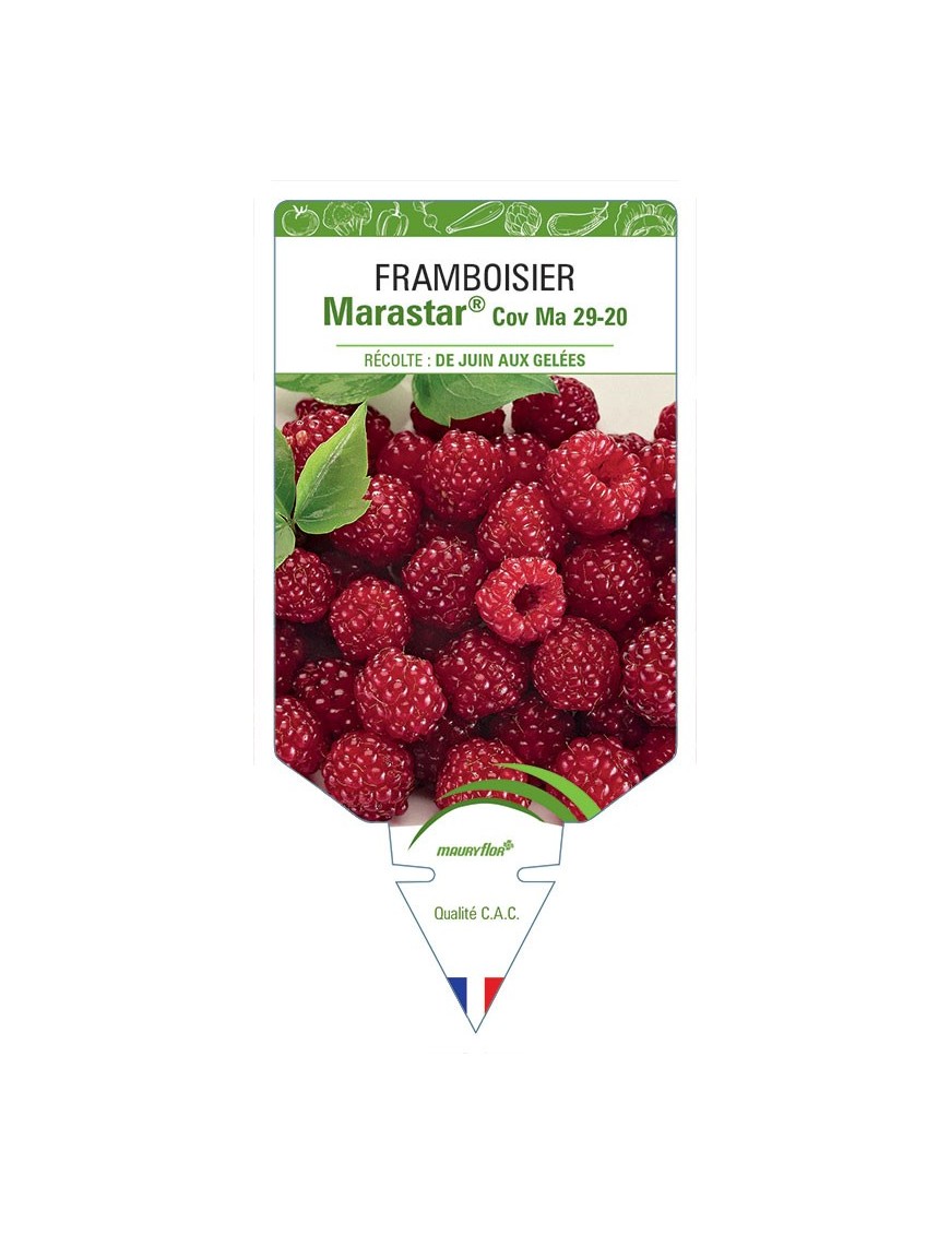 FRAMBOISIER MARASTAR® COV MA 29-20