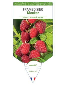 FRAMBOISIER MEEKER