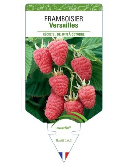 FRAMBOISIER VERSAILLES