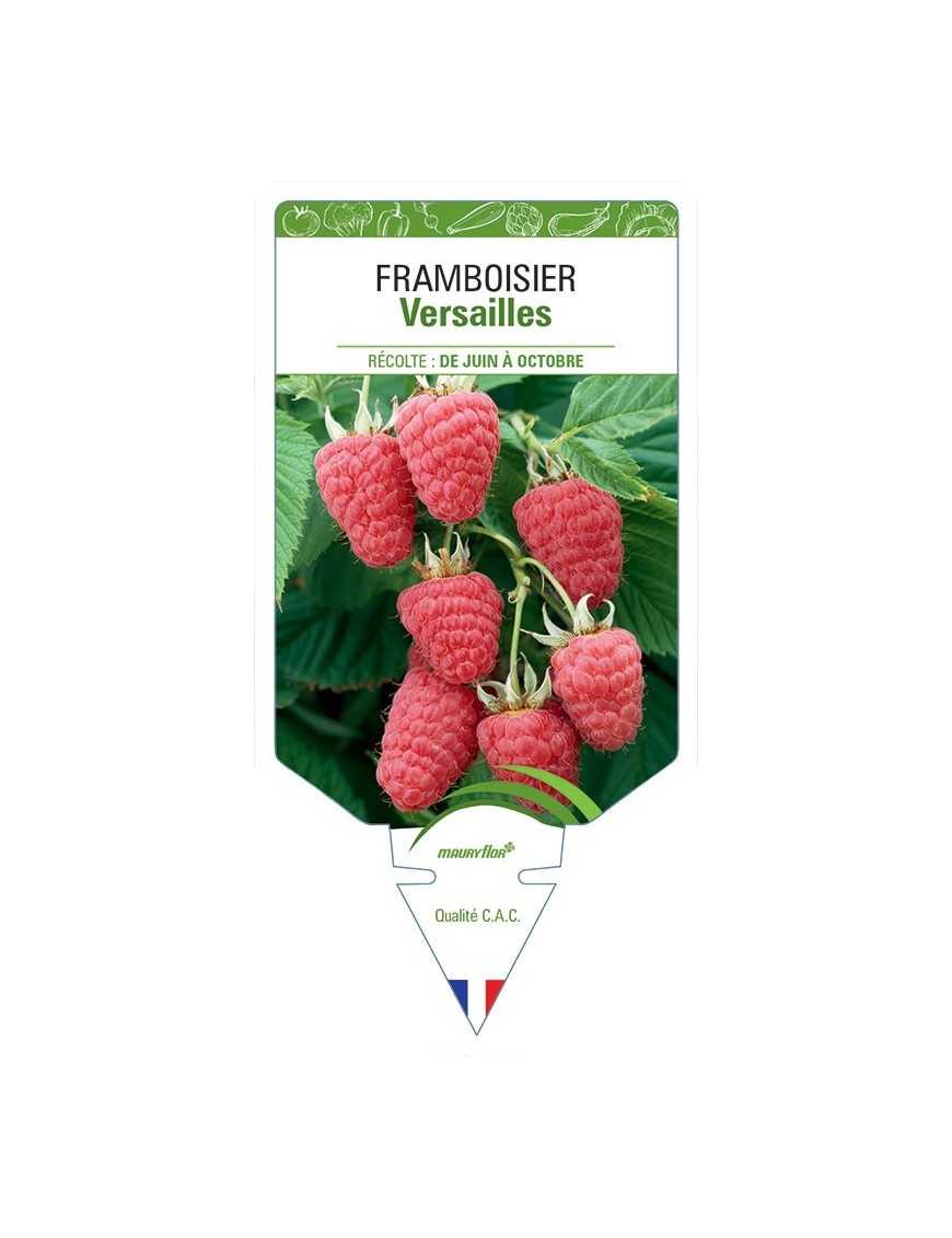 FRAMBOISIER VERSAILLES