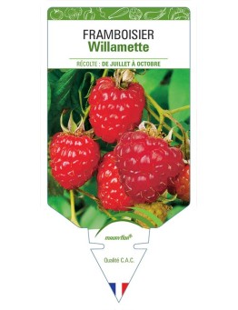 FRAMBOISIER WILLAMETTE
