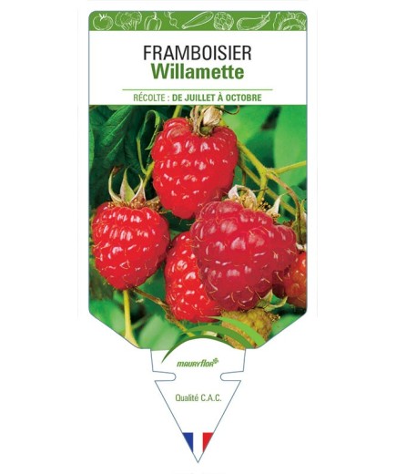 FRAMBOISIER WILLAMETTE