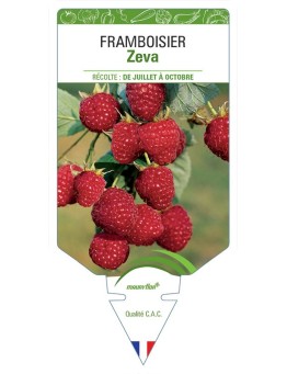 FRAMBOISIER ZEVA