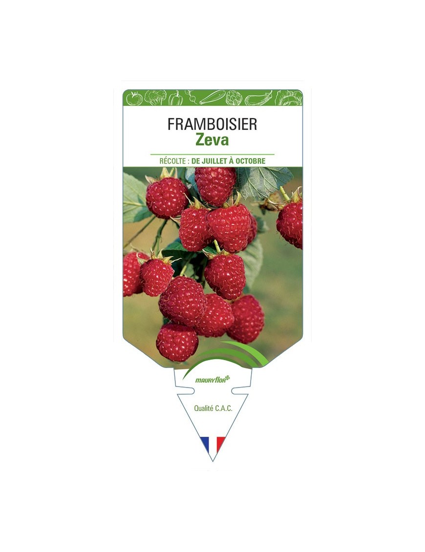 FRAMBOISIER ZEVA