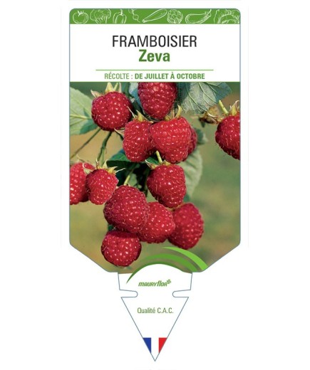 FRAMBOISIER ZEVA