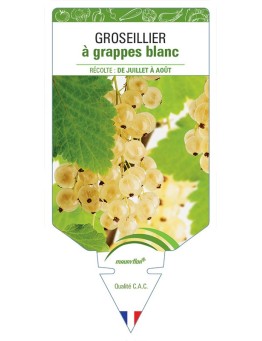 GROSEILLIER À GRAPPES BLANC