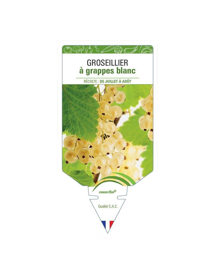 GROSEILLIER À GRAPPES BLANC