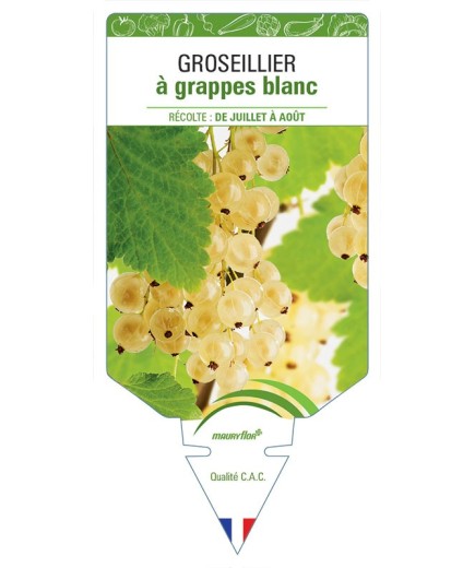 GROSEILLIER À GRAPPES BLANC
