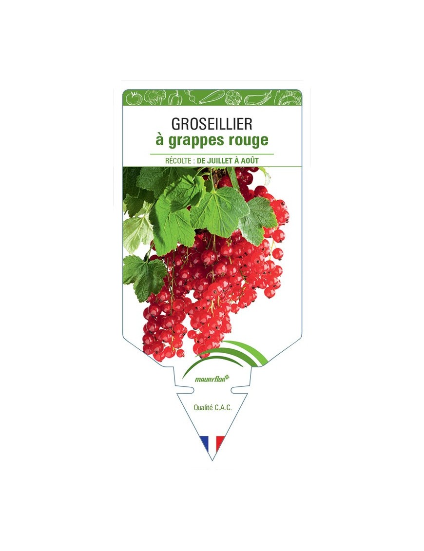 GROSEILLIER À GRAPPES ROUGE