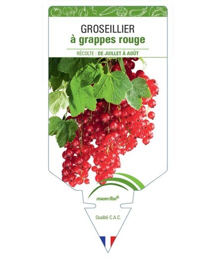 GROSEILLIER À GRAPPES ROUGE