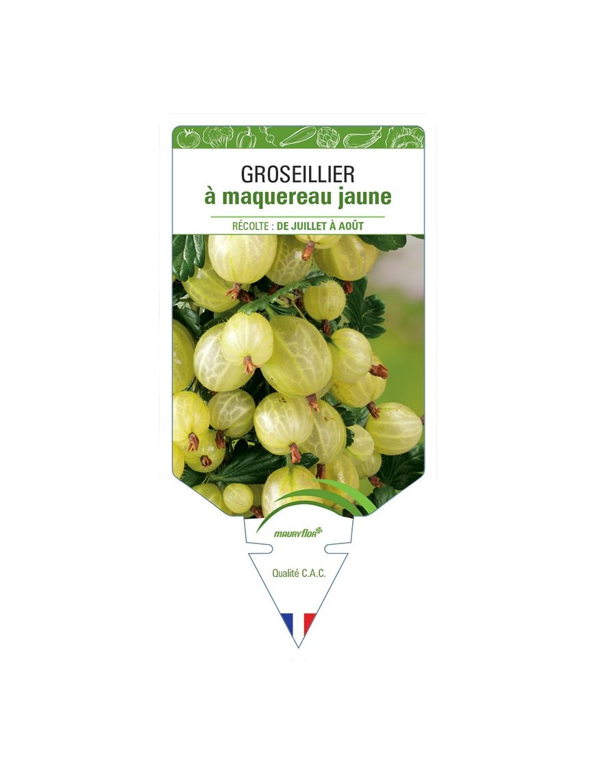GROSEILLIER À MAQUEREAU JAUNE