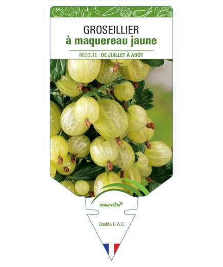 GROSEILLIER À MAQUEREAU JAUNE