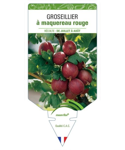 GROSEILLIER À MAQUEREAU ROUGE