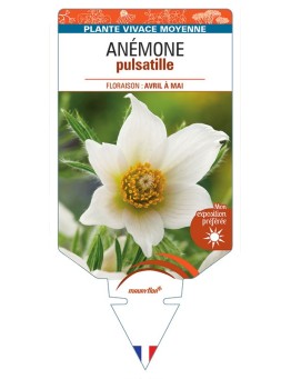 ANEMONE PULSATILLE (blanc) *