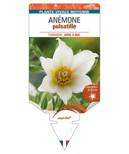ANEMONE PULSATILLE (blanc) *