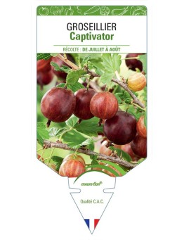 GROSEILLIER CAPTIVATOR