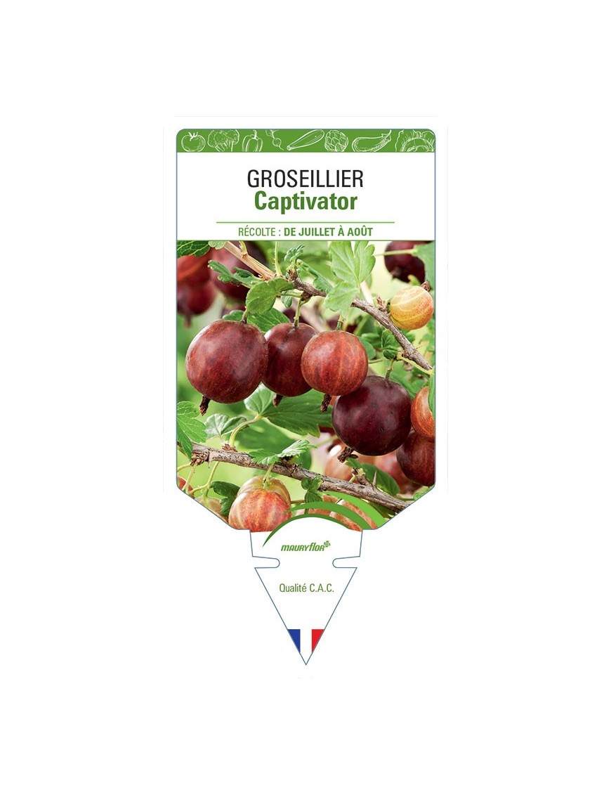 GROSEILLIER CAPTIVATOR