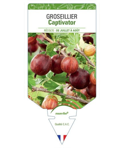 GROSEILLIER CAPTIVATOR