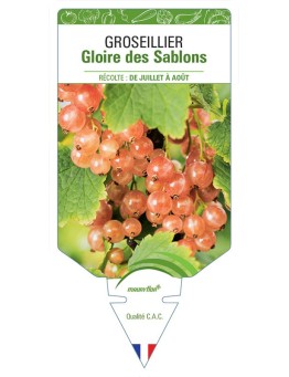 GROSEILLIER GLOIRE DES SABLONS