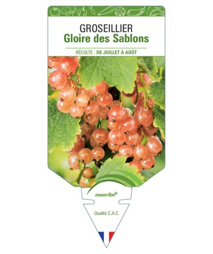 GROSEILLIER GLOIRE DES SABLONS