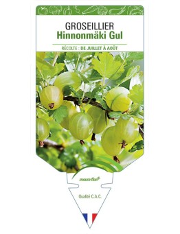 GROSEILLIER HINNONMÄKI GUL