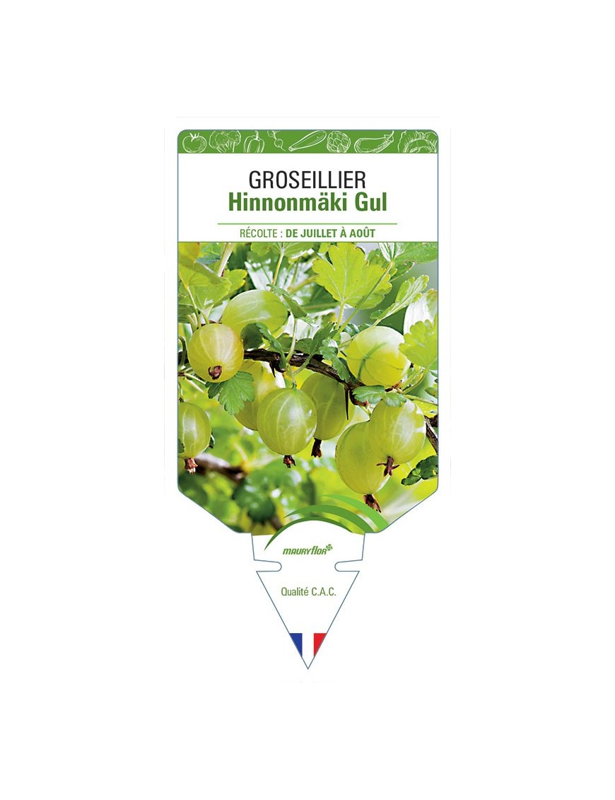 GROSEILLIER HINNONMÄKI GUL