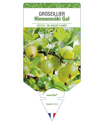 GROSEILLIER HINNONMÄKI GUL