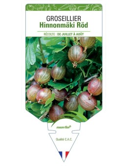 GROSEILLIER HINNONMÄKI RÖD