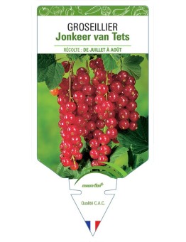 GROSEILLIER JONKEER VAN TETS