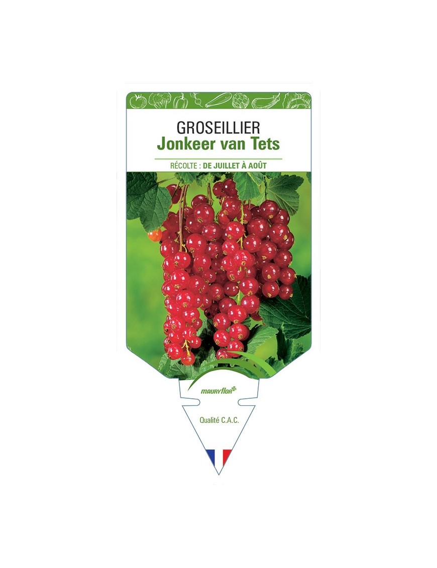 GROSEILLIER JONKEER VAN TETS