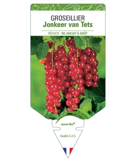 GROSEILLIER JONKEER VAN TETS