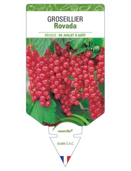 GROSEILLIER ROVADA