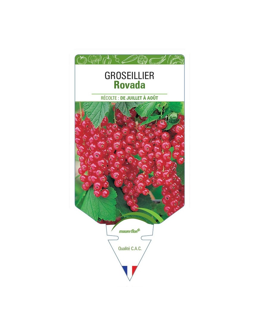 GROSEILLIER ROVADA