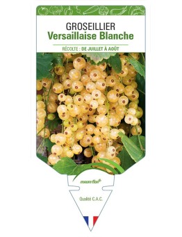 GROSEILLIER VERSAILLAISE BLANCHE